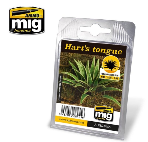 AMIG8455 HART'S TONGUE AMIG8455 HART'S TONGUE