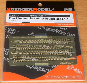 VS007 Parthenocissus tricuspidata 1
